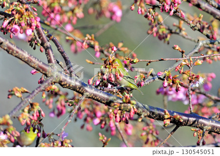 東海道本線　早川－根府川　JR東日本　メジロ 130545051