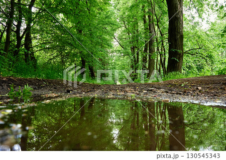 Forest path with puddle reflection Forest path with puddle reflection 130545343