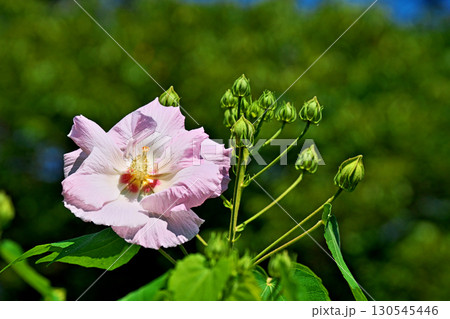ピンク色のフヨウの花（夏、八月） 130545446