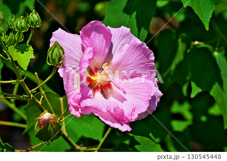ピンク色のフヨウの花（夏、八月） 130545448