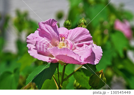 ピンク色のフヨウの花（夏、八月） 130545449