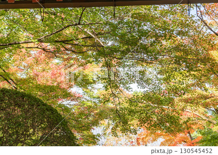 京都鷹峯 常照寺の紅葉 京都鷹峯 常照寺の紅葉 130545452