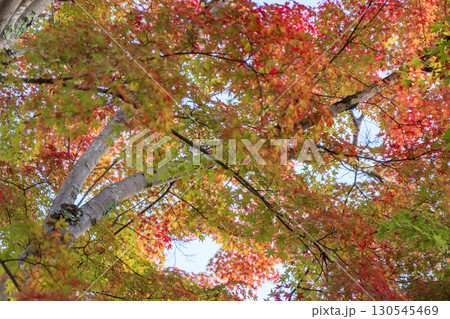 京都鷹峯 常照寺の紅葉 130545469