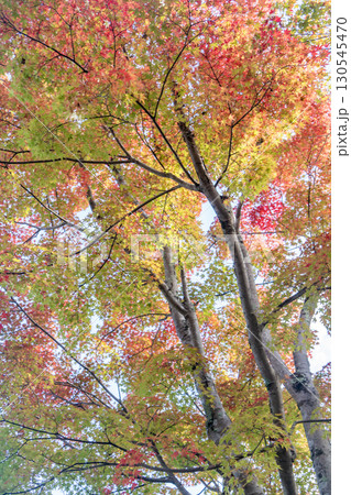 京都鷹峯 常照寺の紅葉 130545470