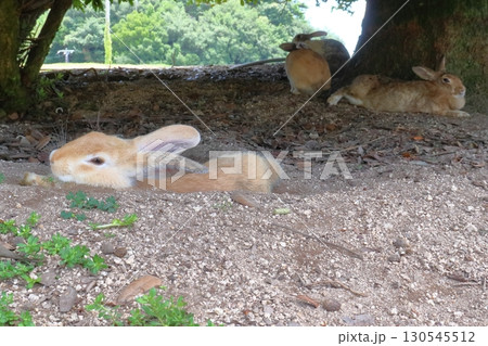 木陰で休む大久野島のウサギ(広島県竹原市) 木陰で休む大久野島のウサギ(広島県竹原市) 130545512