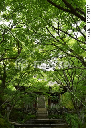 常寂光寺の青もみじ 130545586