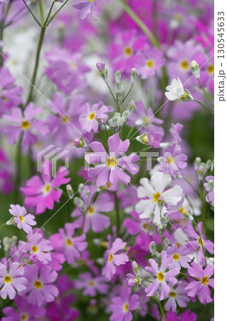 色々なピンクのサクラソウ 色々なピンクのサクラソウ 130545633