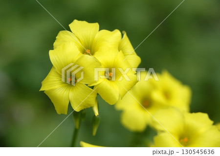 黄色のオオキバナカタバミの花 黄色のオオキバナカタバミの花 130545636