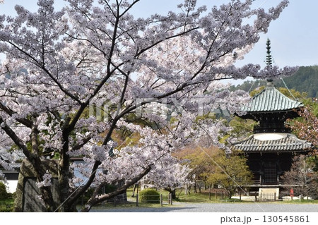 清涼寺の桜 130545861