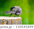 切り株にとまるシジュウカラ 130545899