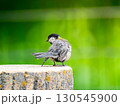 切り株にとまるシジュウカラ 130545900