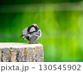 切り株にとまるシジュウカラ 130545902