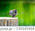 切り株にとまるシジュウカラ 130545904