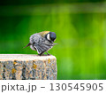 切り株にとまるシジュウカラ 130545905