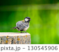 切り株にとまるシジュウカラ 130545906