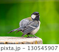 切り株にとまるシジュウカラ 130545907