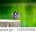 切り株にとまるシジュウカラ 130545908