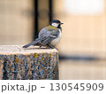切り株にとまるシジュウカラ 130545909