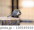 切り株にとまるシジュウカラ 130545910