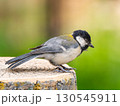 切り株にとまるシジュウカラ 130545911