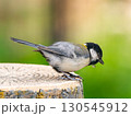 切り株にとまるシジュウカラ 130545912