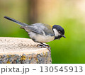 切り株にとまるシジュウカラ 130545913