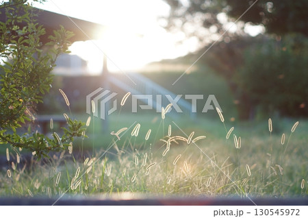 夕日に照らされたねこじゃらし 夕日に照らされたねこじゃらし 130545972