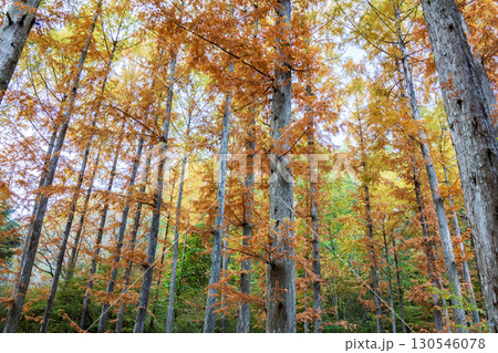 神戸森林公園の紅葉 130546078