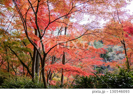 神戸森林公園の紅葉 130546093