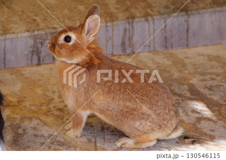 屋内のウサギ 130546115