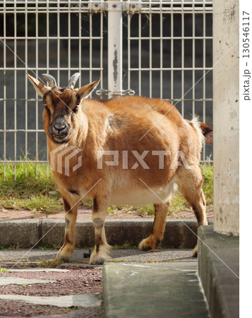 柵内のトカラヤギ 130546117