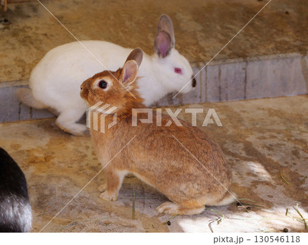 屋内のウサギ 130546118