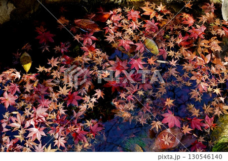 篠栗 明石寺 池に浮かぶ紅葉の葉 篠栗 明石寺 池に浮かぶ紅葉の葉 130546140