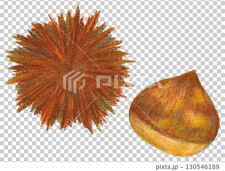 Illustration of chestnuts and burrs Autumn material Oil pastel painting Illustration of chestnuts and burrs Autumn material Oil pastel painting 130546189