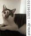見つめる猫 130546330