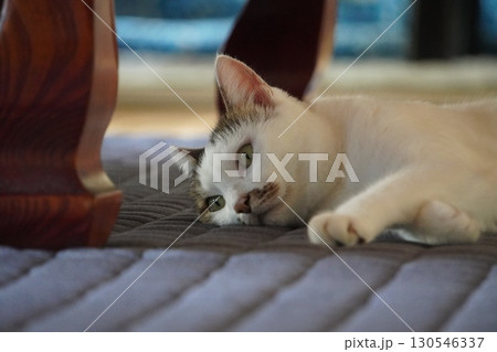 青いカーペットの上で横になる猫 青いカーペットの上で横になる猫 130546337