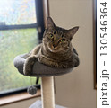 窓辺の猫 130546364