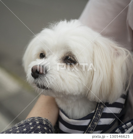 遠くを見る白い犬 130546625