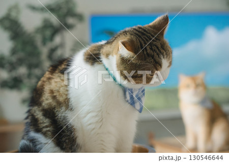 pet care concept with scottish cat relax and play in living room pet care concept with scottish cat relax and play in living room 130546644