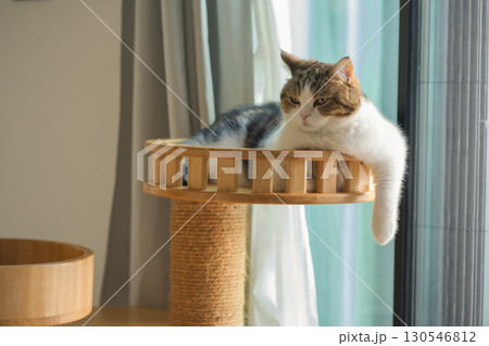 pet care concept with scottish cat relax and sleep in living room pet care concept with scottish cat relax and sleep in living room 130546812