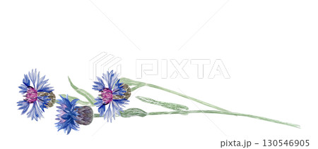 Watercolor blue knapweed blossoms and green leaves. Hand-painted botanical illustration with delicate wildflowers. Perfect for borders, greeting cards, rustic patterns, garden design, and eco 130546905