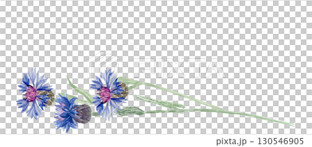 Watercolor blue knapweed blossoms and green leaves. Hand-painted botanical illustration with delicate wildflowers. Perfect for borders, greeting cards, rustic patterns, garden design, and eco 130546905