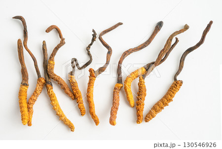 Cordyceps sinensis or Ophiocordyceps sinensis isolated on white background, mushroom herb treatment medicine. Cordyceps sinensis or Ophiocordyceps sinensis isolated on white background, mushroom herb treatment medicine. 130546926