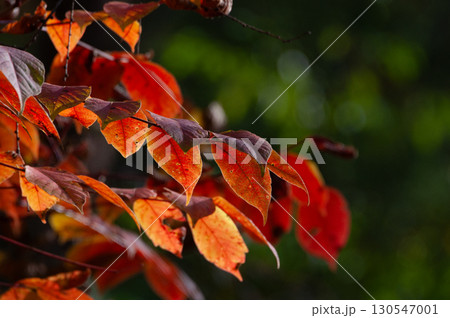 赤く染まる桜の葉 130547001