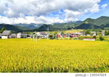 白馬つがいけマウンテンリゾート(栂池高原スキー場)周辺を望む(長野県小谷村)【2025.9】 130547024