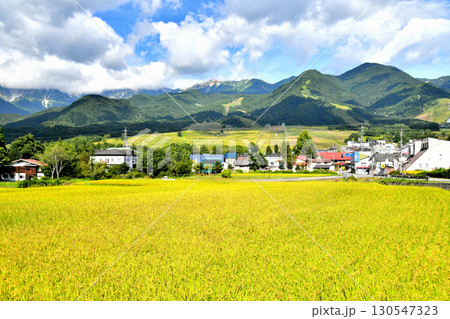 白馬つがいけマウンテンリゾート(栂池高原スキー場)周辺を望む(長野県小谷村)【2025.9】 130547323