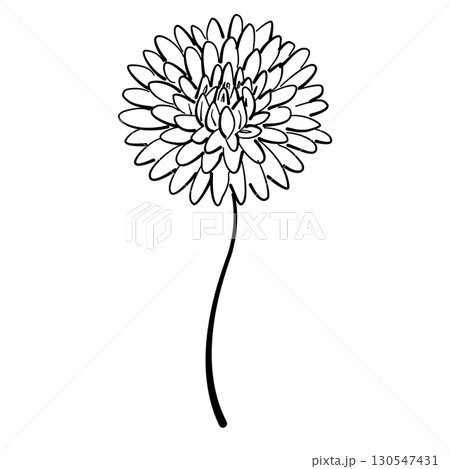 Chrysanthemum bloom Line Art Clipart Hand Drawn Black and White Leaf Outline Illustration Fall Foliage Transparent Background for Stickers Journals Scrapbooking Craft printable 130547431