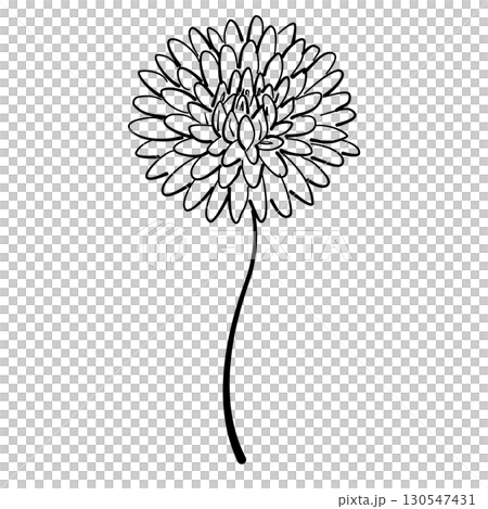 Chrysanthemum bloom Line Art Clipart Hand Drawn Black and White Leaf Outline Illustration Fall Foliage Transparent Background for Stickers Journals Scrapbooking Craft printable 130547431