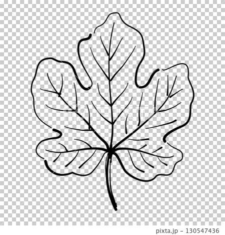 Maple leaf Autumn Leaf Line Art Clipart Hand Drawn Black and White Leaf Outline Illustration Fall Foliage Transparent Background for Stickers Journals Scrapbooking Craft printable 130547436