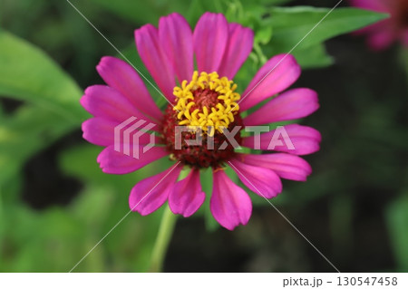 夏の庭に咲く鮮やかなヒャクニチソウの花 夏の庭に咲く鮮やかなヒャクニチソウの花 130547458